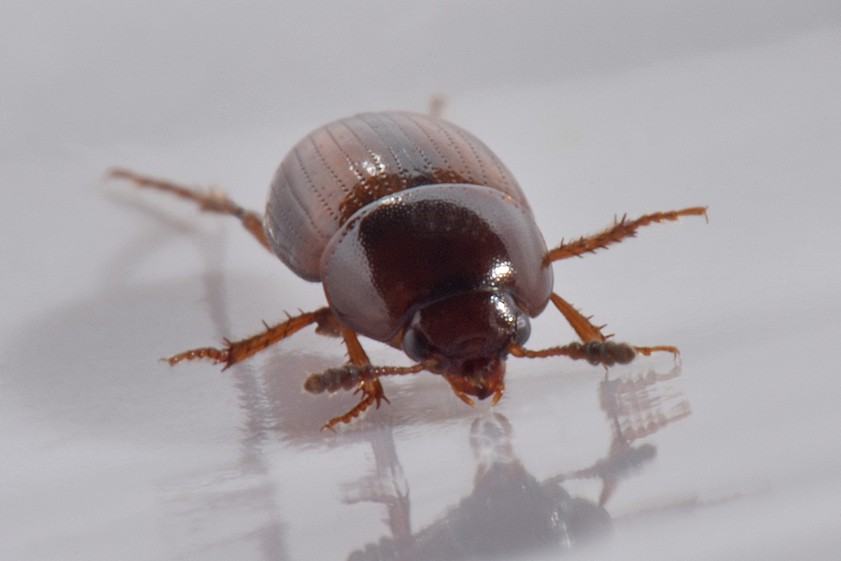 Leiodidae: Leiodes calcarata (Erichson, 1845) (cf)